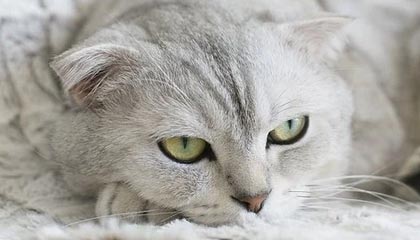 东阳最新的高价找中介取公积金违法吗方法分享(东阳中介取公积金怎么收费教程)